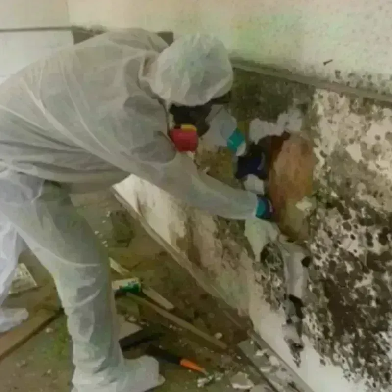 Mold Remediation and Removal in Billings, MO